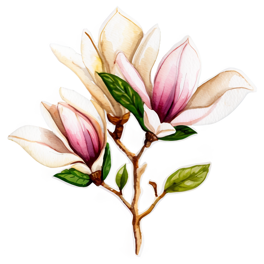 Magnolia Watercolor Charm Png Kpw PNG Image