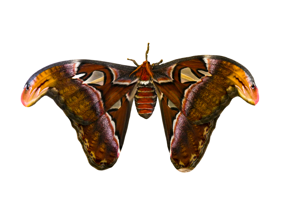 Majestic Atlas Moth Spread Wings PNG Image