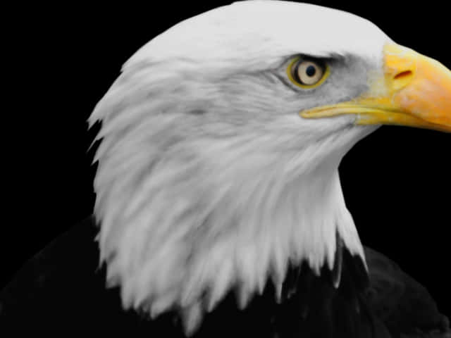 Majestic Bald Eagle Portrait PNG Image