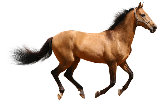 Majestic Bay Horse Black Background PNG Image