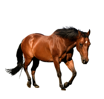 Majestic Bay Horse Black Background PNG Image