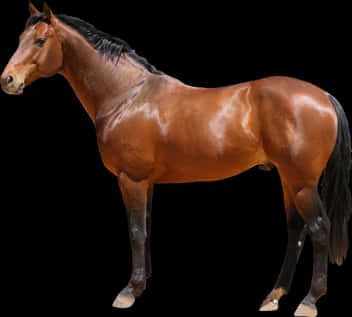 Majestic Bay Horse Black Background PNG Image