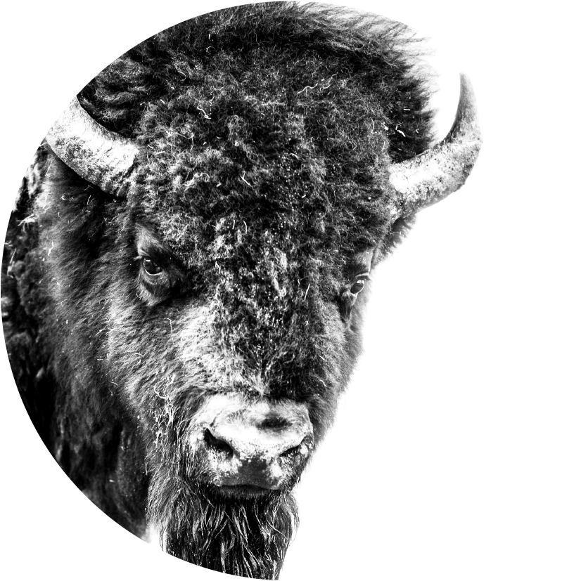 Majestic Bison Portrait PNG Image