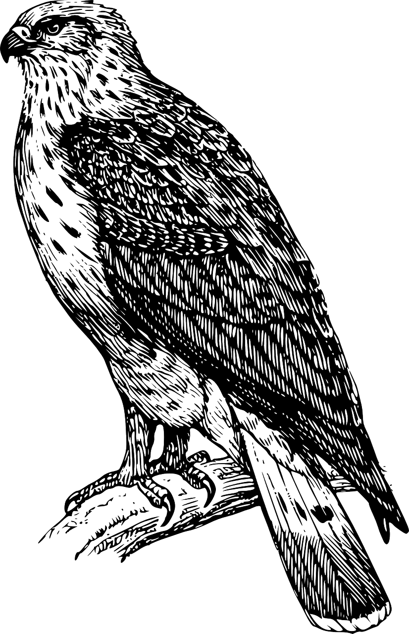 Majestic Black Bird Illustration PNG Image