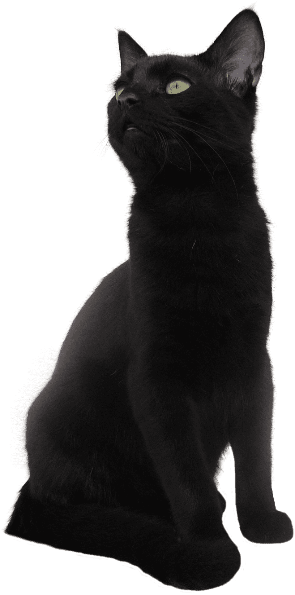 Majestic Black Cat Pose PNG Image