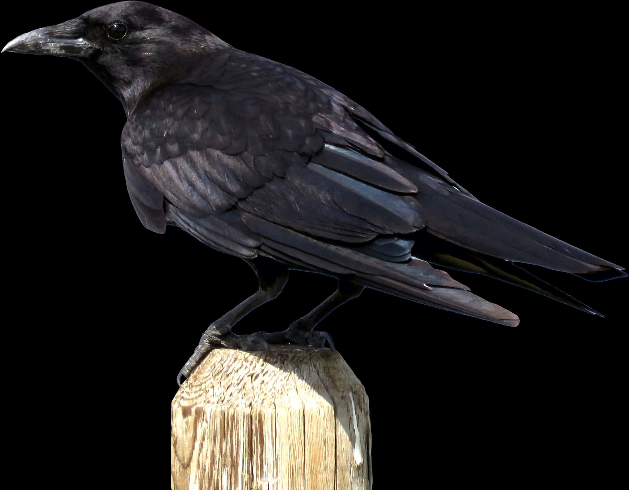 Majestic Black Crow Perched PNG Image