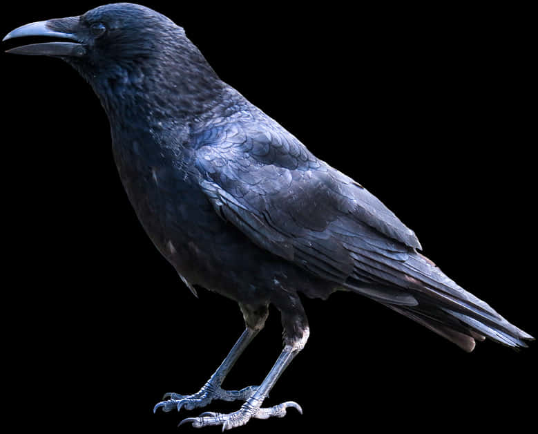 Majestic Black Crow Portrait PNG Image