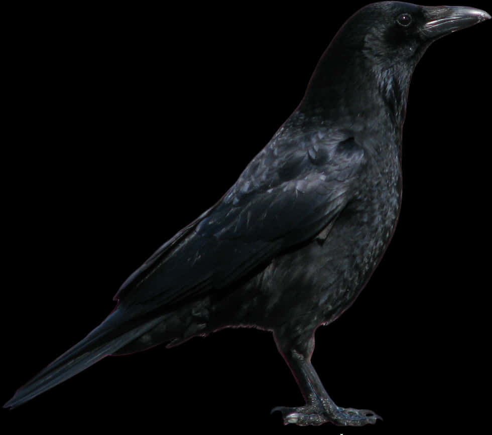 Majestic Black Crow Profile PNG Image