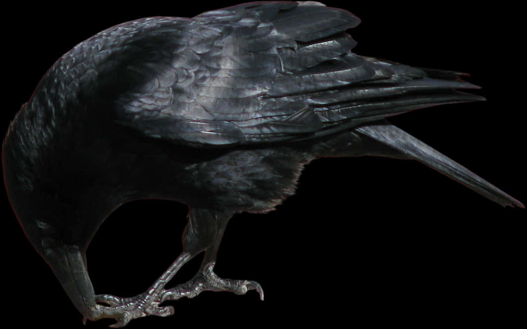 Majestic Black Crow Profile PNG Image