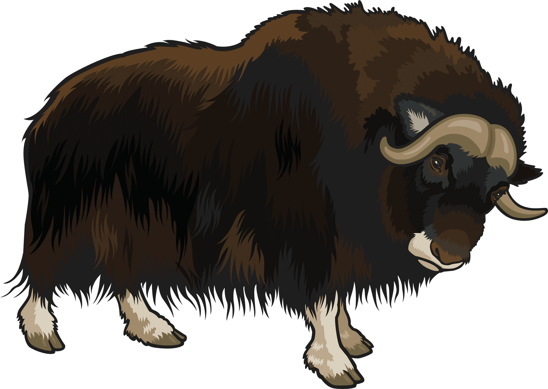 Majestic Buffalo Illustration PNG Image