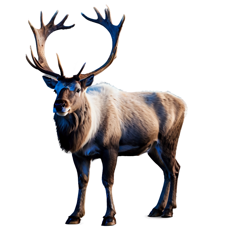 Majestic Caribou Png 06292024 PNG Image