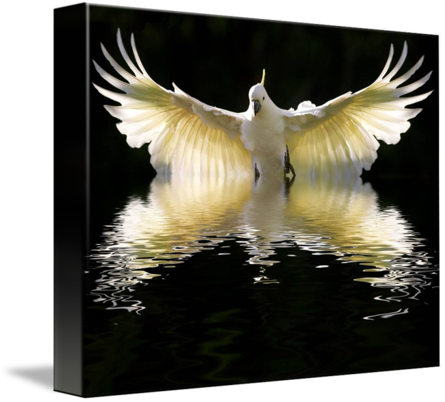 Majestic Cockatoo Spread Wings Reflection PNG Image