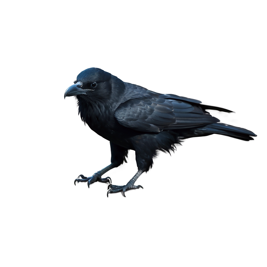 Majestic Crow Png Hfa PNG Image