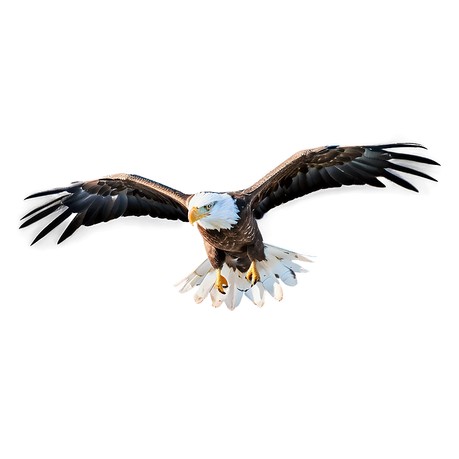 Majestic Eagle Flight Png 93 PNG Image