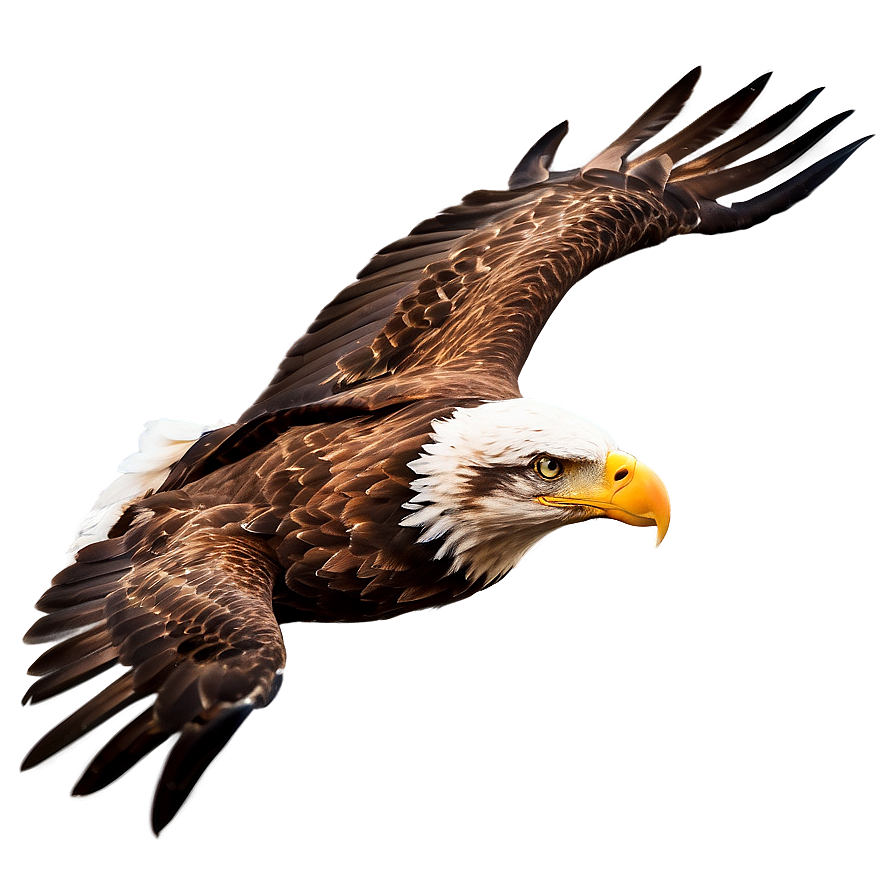 Majestic Eagle Flight Png Mql71 PNG Image