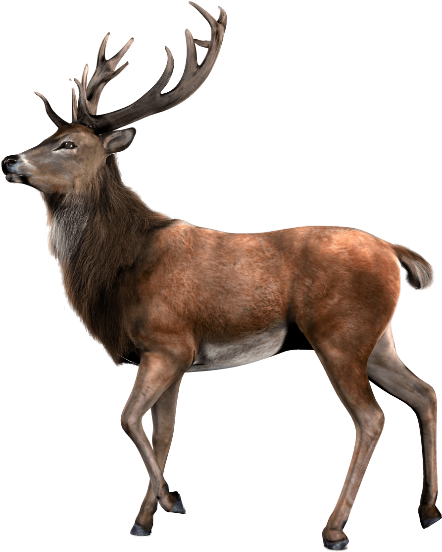 Majestic Elk Profile PNG Image