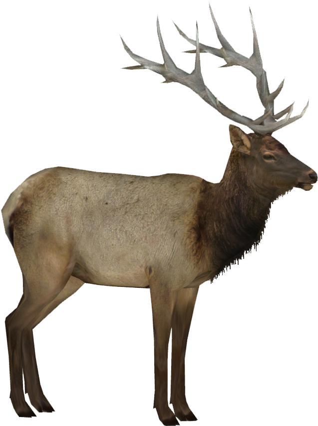 Majestic Elk Standing Profile PNG Image