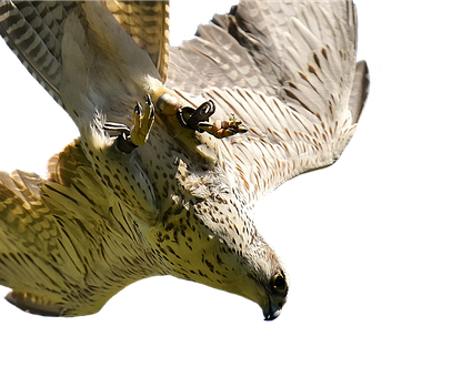 Majestic Falcon In Flight PNG Image