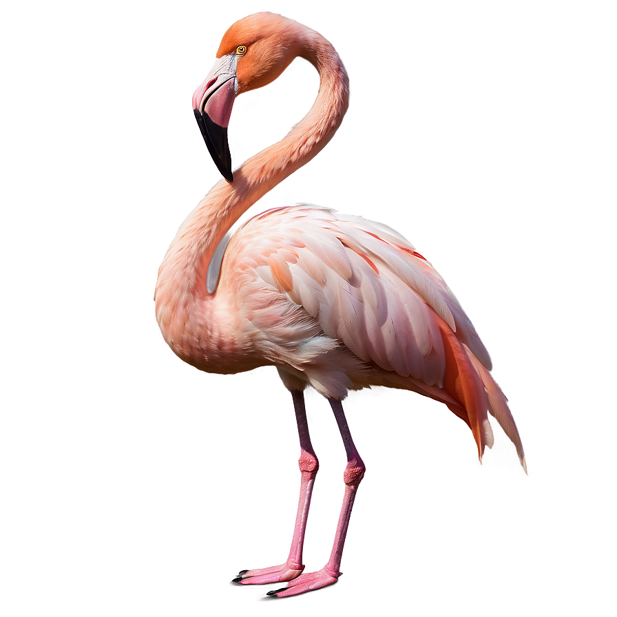 Majestic Flamingo Standing Tall Png Xyg PNG Image