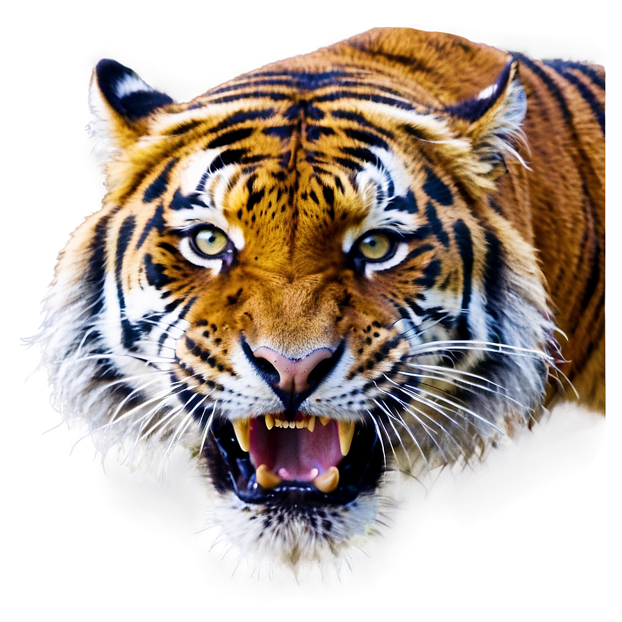 Majestic Fury Tiger Png 06252024 PNG Image