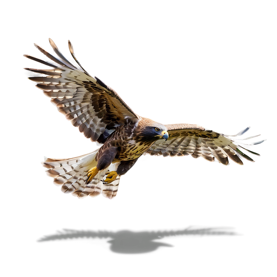 Majestic Hawk Flying Png Kvk PNG Image