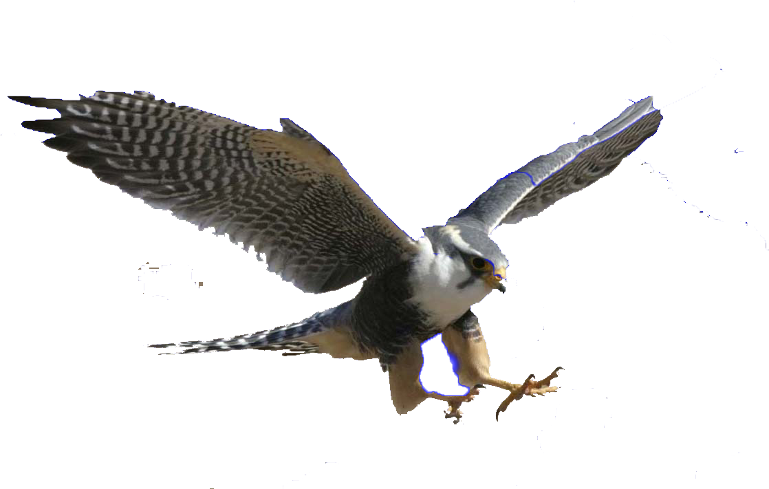 Majestic Hawk In Flight PNG Image