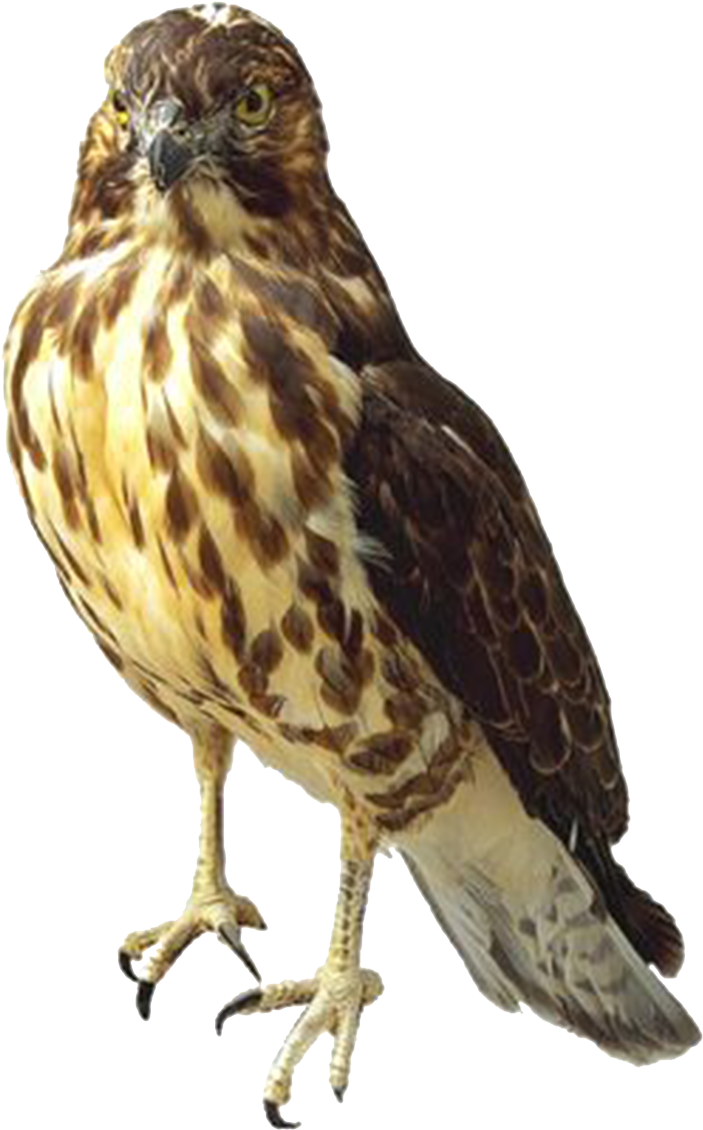 Majestic Hawk Standing PNG Image