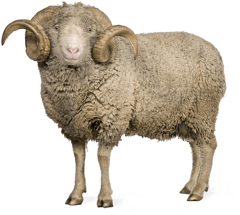 Majestic Horned Sheep Standing PNG Image