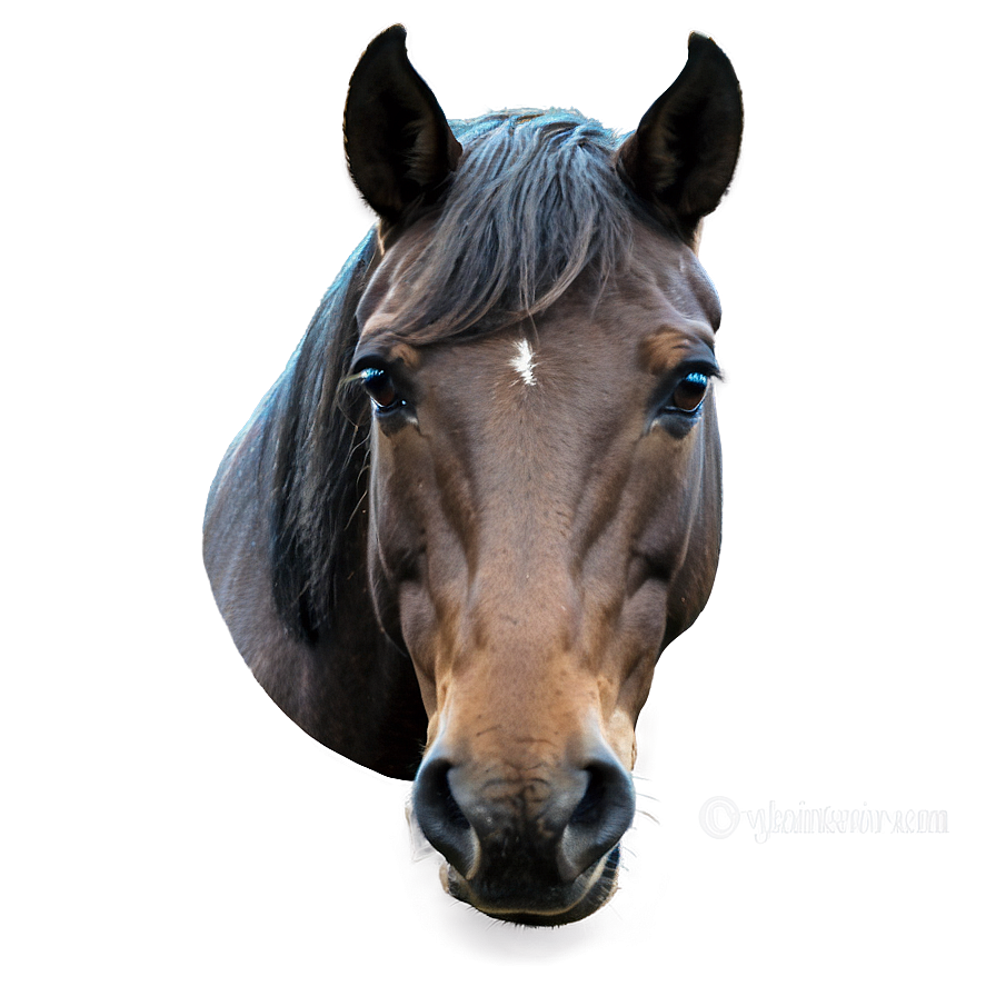 Majestic Horse Head Png Spu35 PNG Image