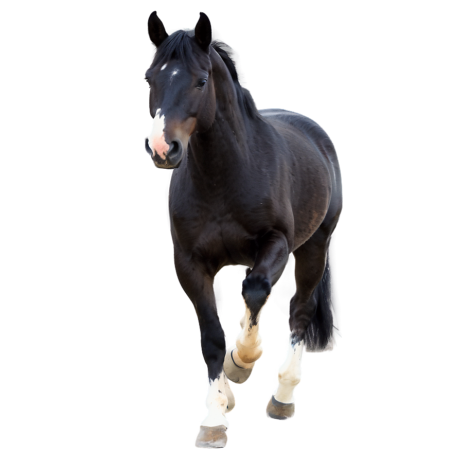 Majestic Horse Png 73 PNG Image