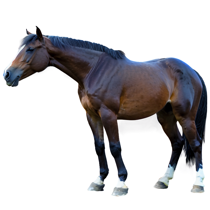 Majestic Horse Png Dsr34 PNG Image