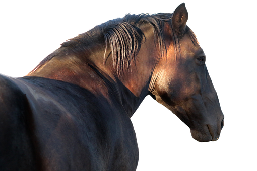 Majestic Horse Profile Against Black Background.jpg PNG Image