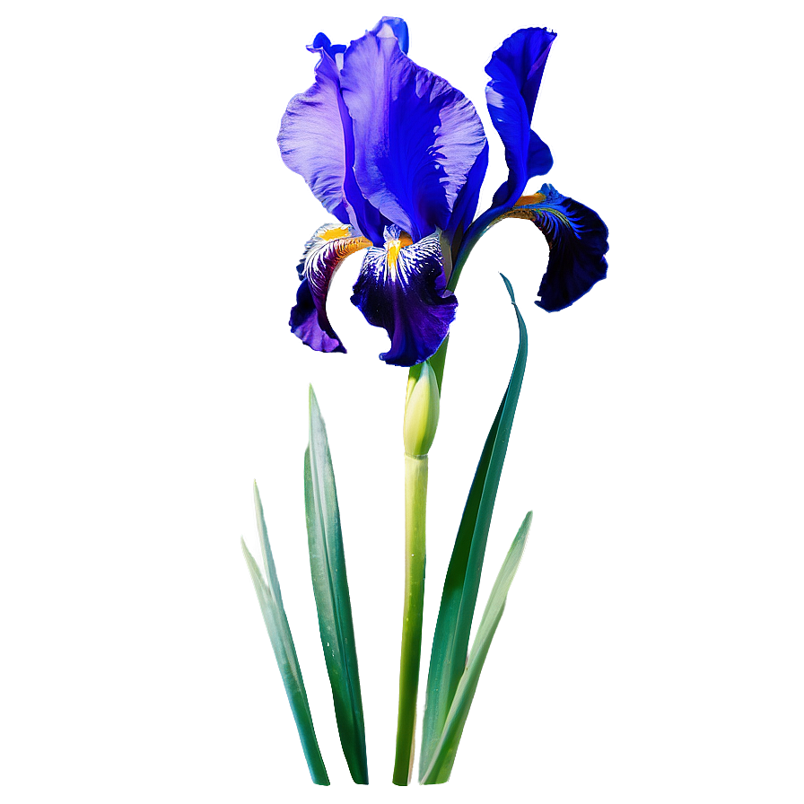 Majestic Iris Spring Png Gdq30 PNG Image