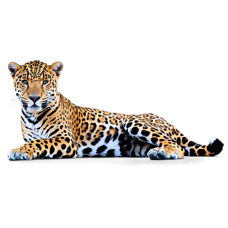 Majestic Jaguar Png Nhv PNG Image