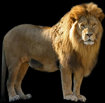 Majestic_ Lion_ Black_ Background.jpg PNG Image