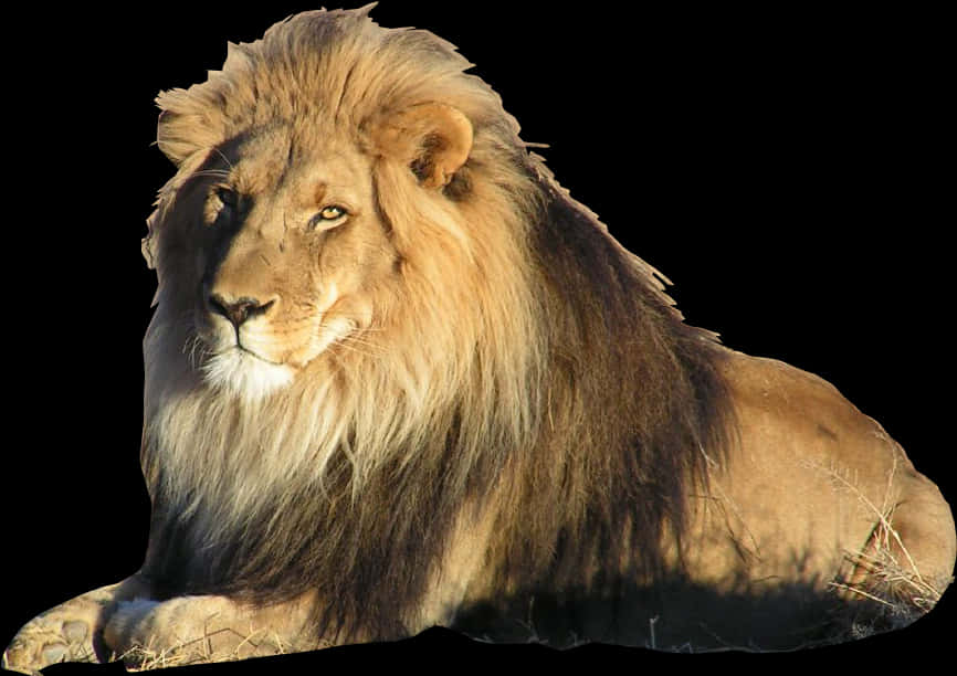 Majestic Lion Restingin Sunlight PNG Image