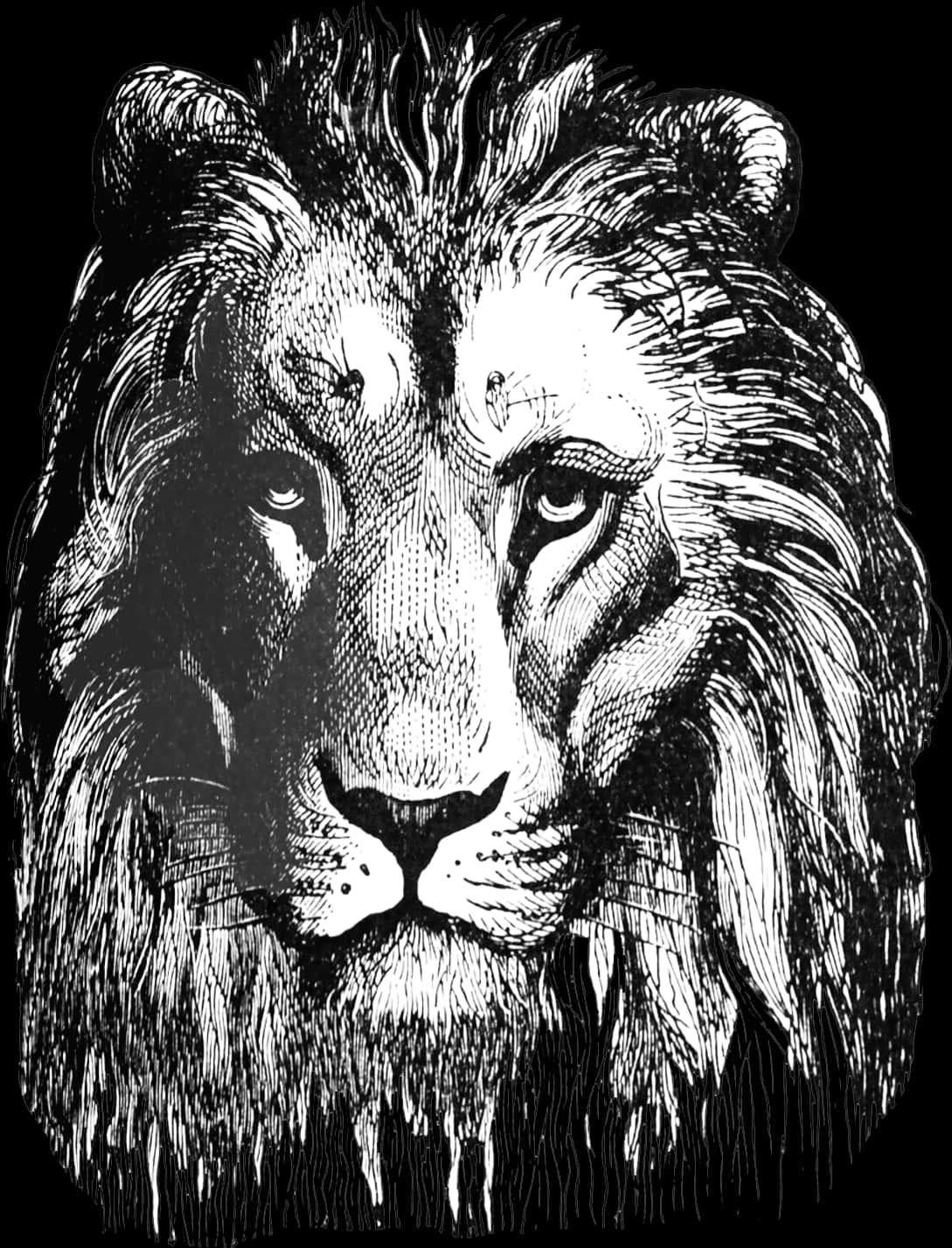 Majestic Lion Sketch Artwork PNG Image