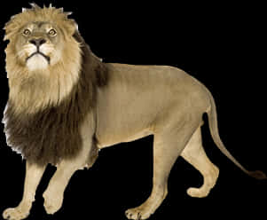 Majestic Lion Standing Isolated PNG Image