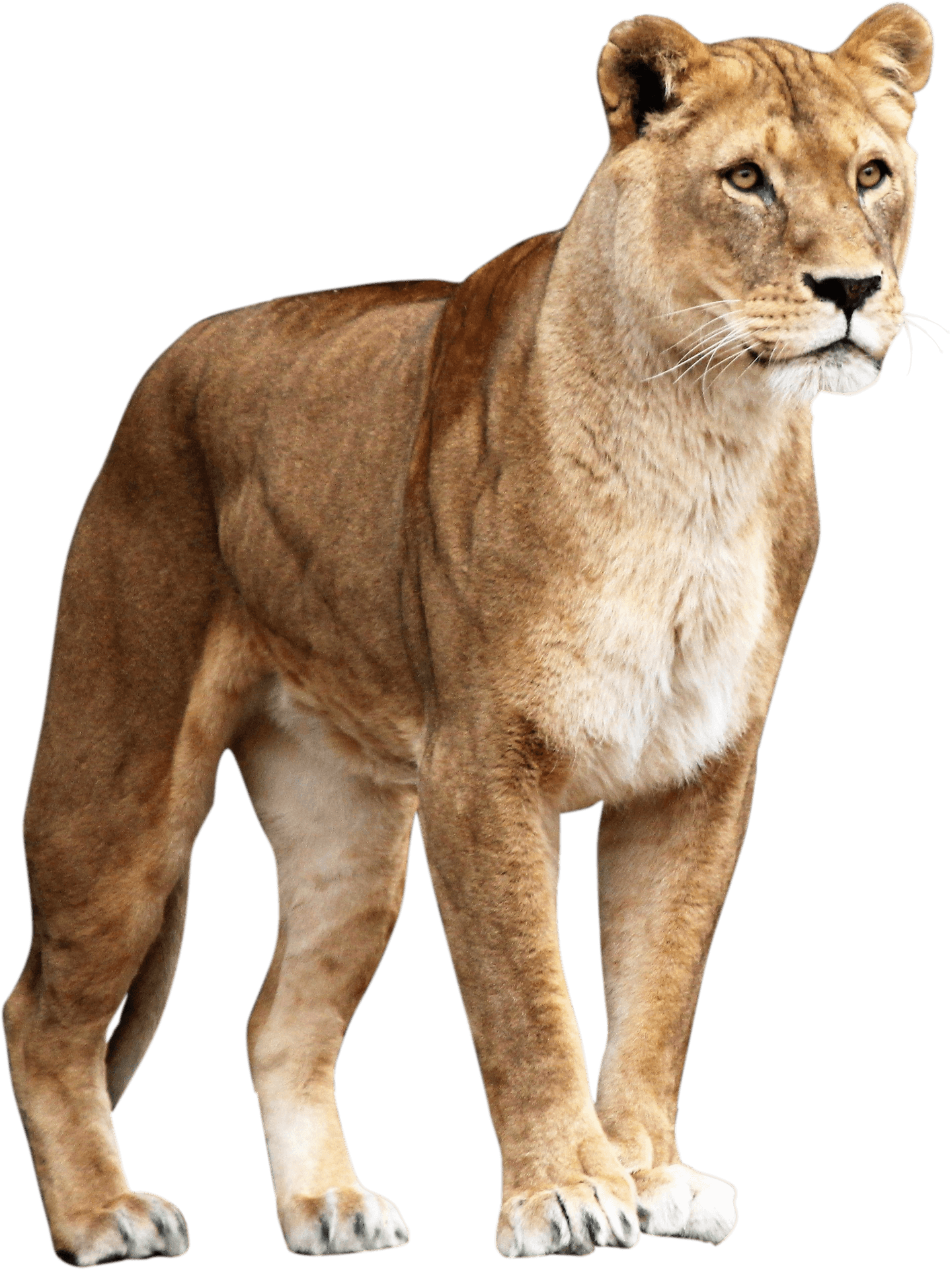 Majestic Lioness Standing PNG Image