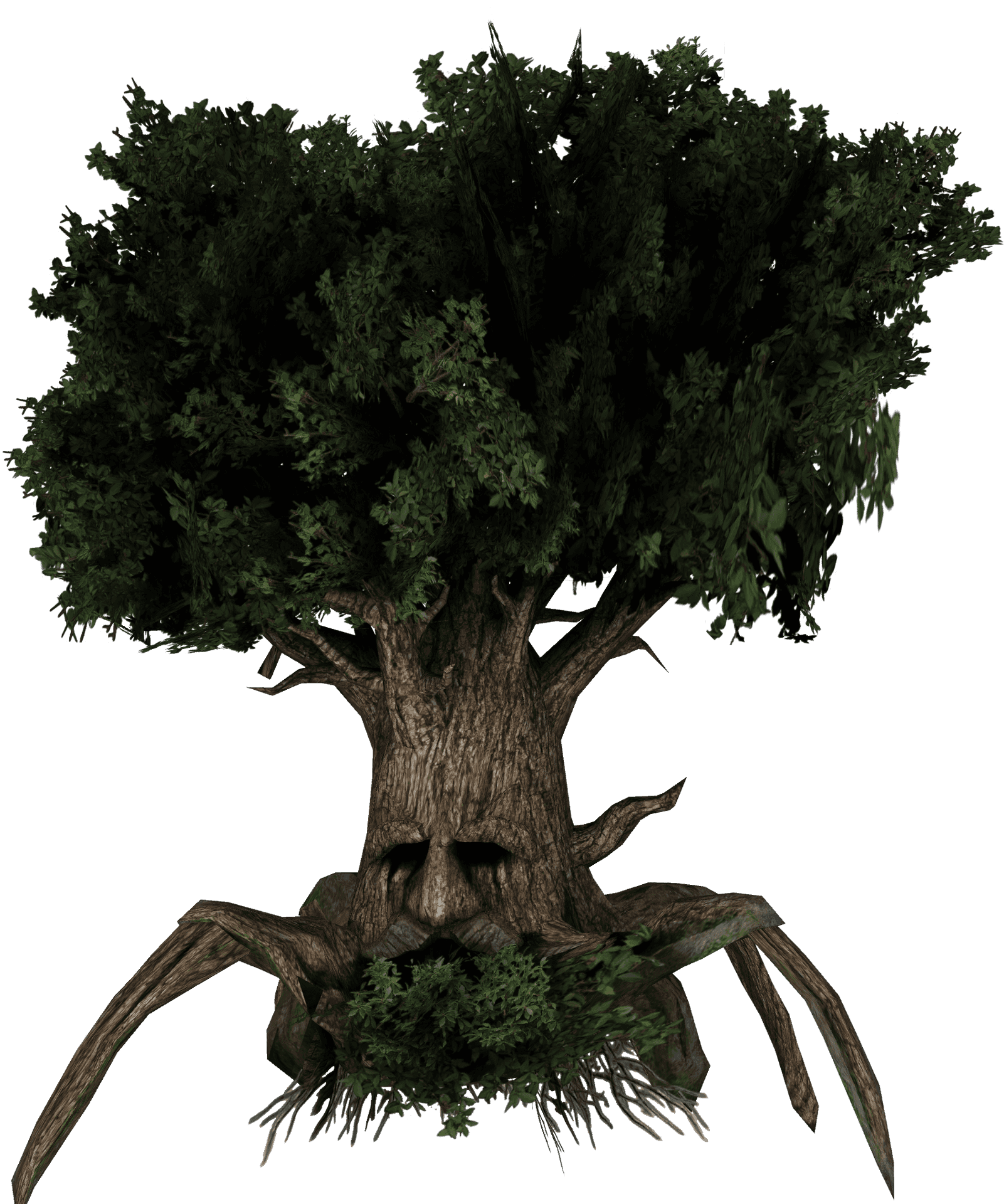 Majestic Live Tree Isolated PNG Image