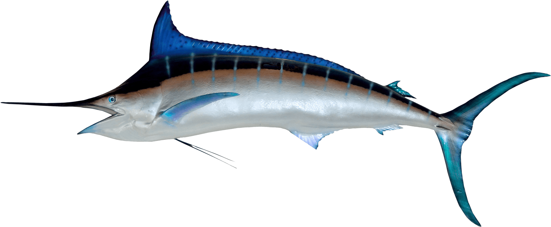 Majestic Marlin Swimming PNG Image