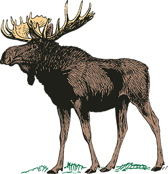 Majestic Moose Illustration PNG Image