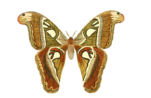 Majestic_ Moth_ Spread_ Wings PNG Image