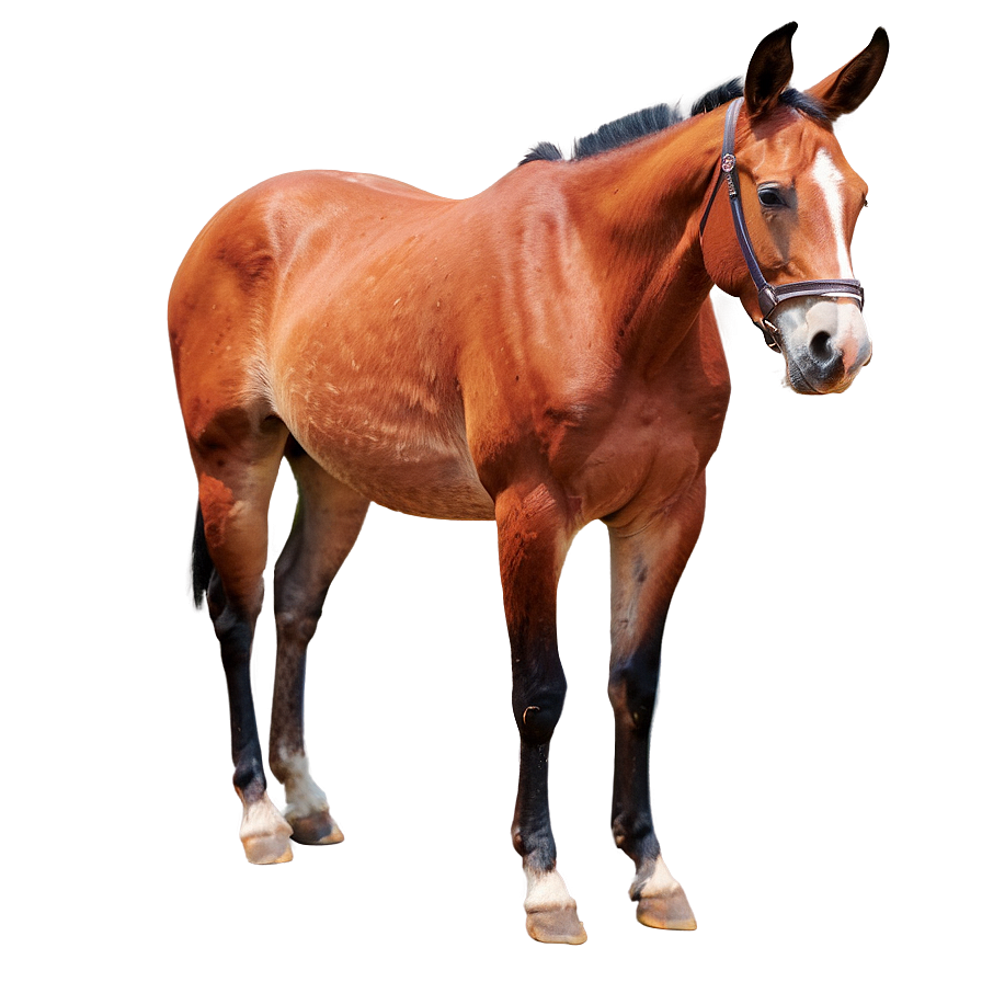 Majestic Mule Stance Png Nys PNG Image