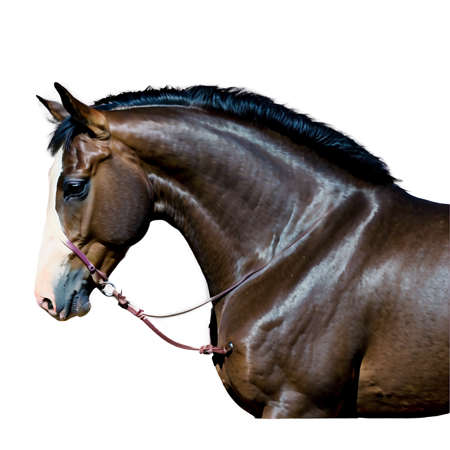 Majestic Mustang Horse Pose Png 90 PNG Image