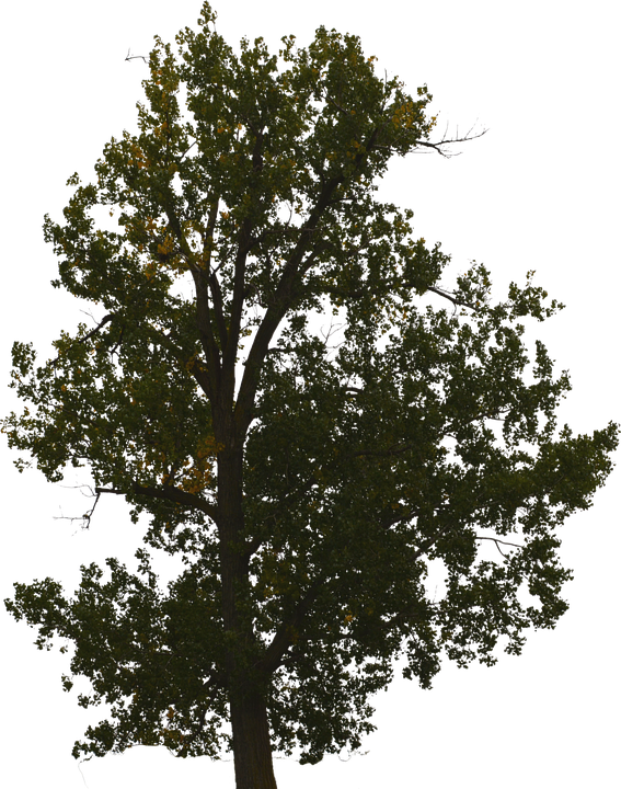 Majestic_ Oak_ Tree_ Silhouette PNG Image