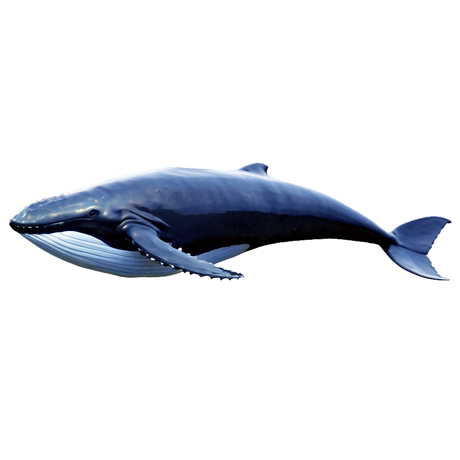 Majestic Ocean Whale Png Clt PNG Image