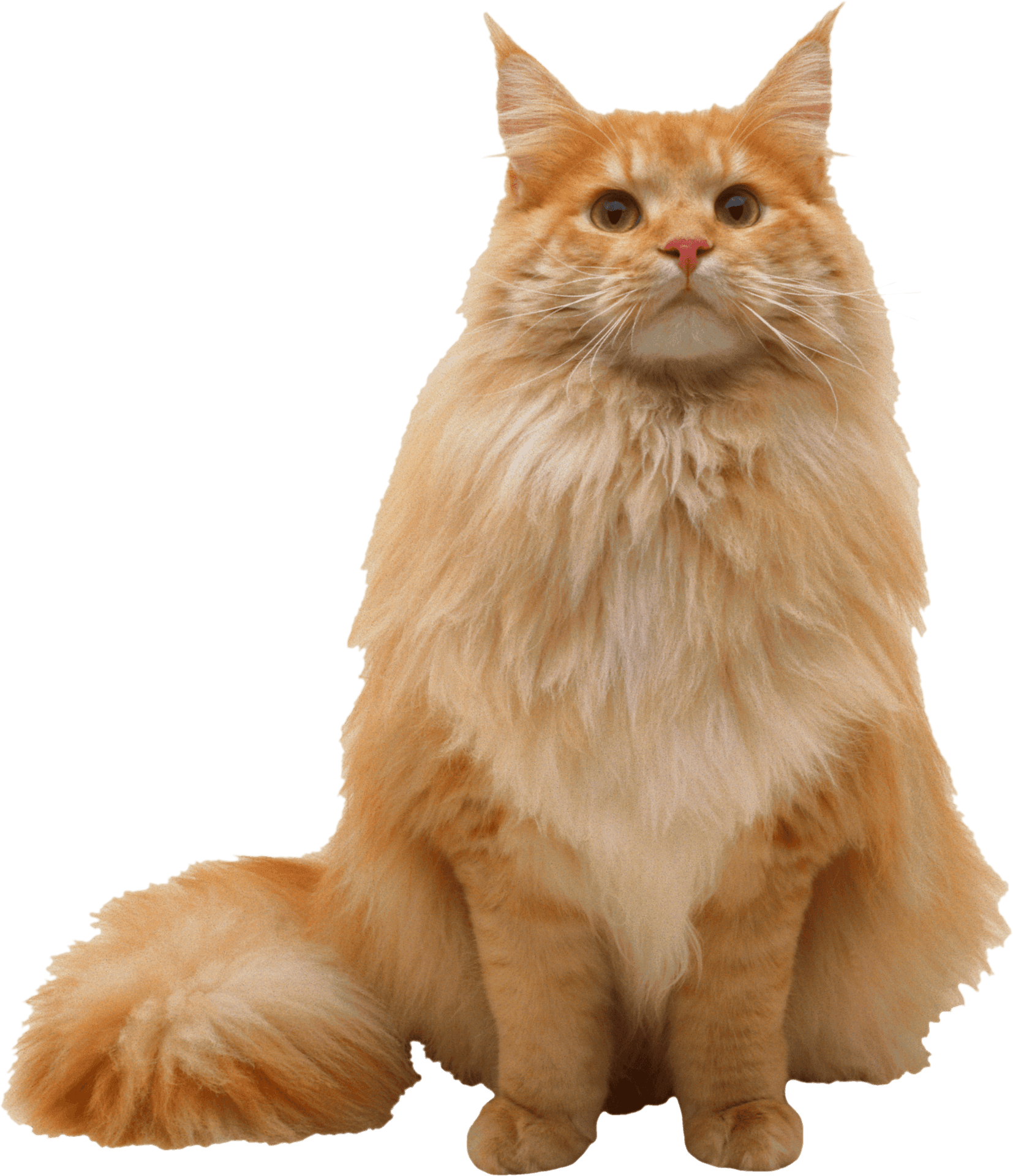 Majestic Orange Maine Coon Cat PNG Image