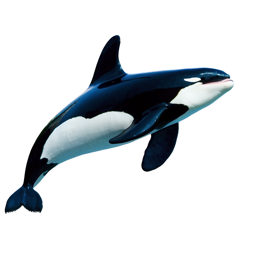 Majestic Orca Png 05242024 PNG Image