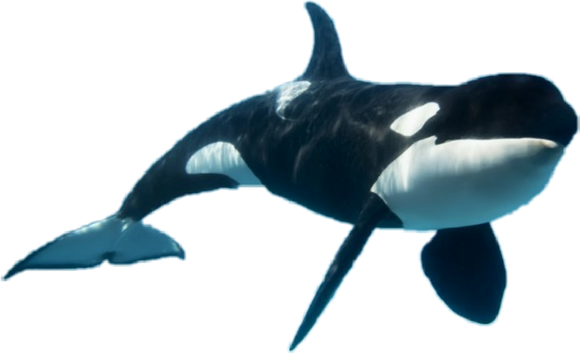 Majestic_ Orca_ Underwater.png PNG Image